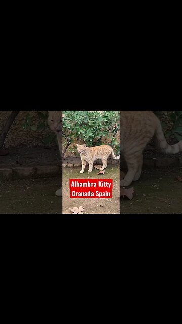 #shorts The Resident Cat of The Alhambra, Spain