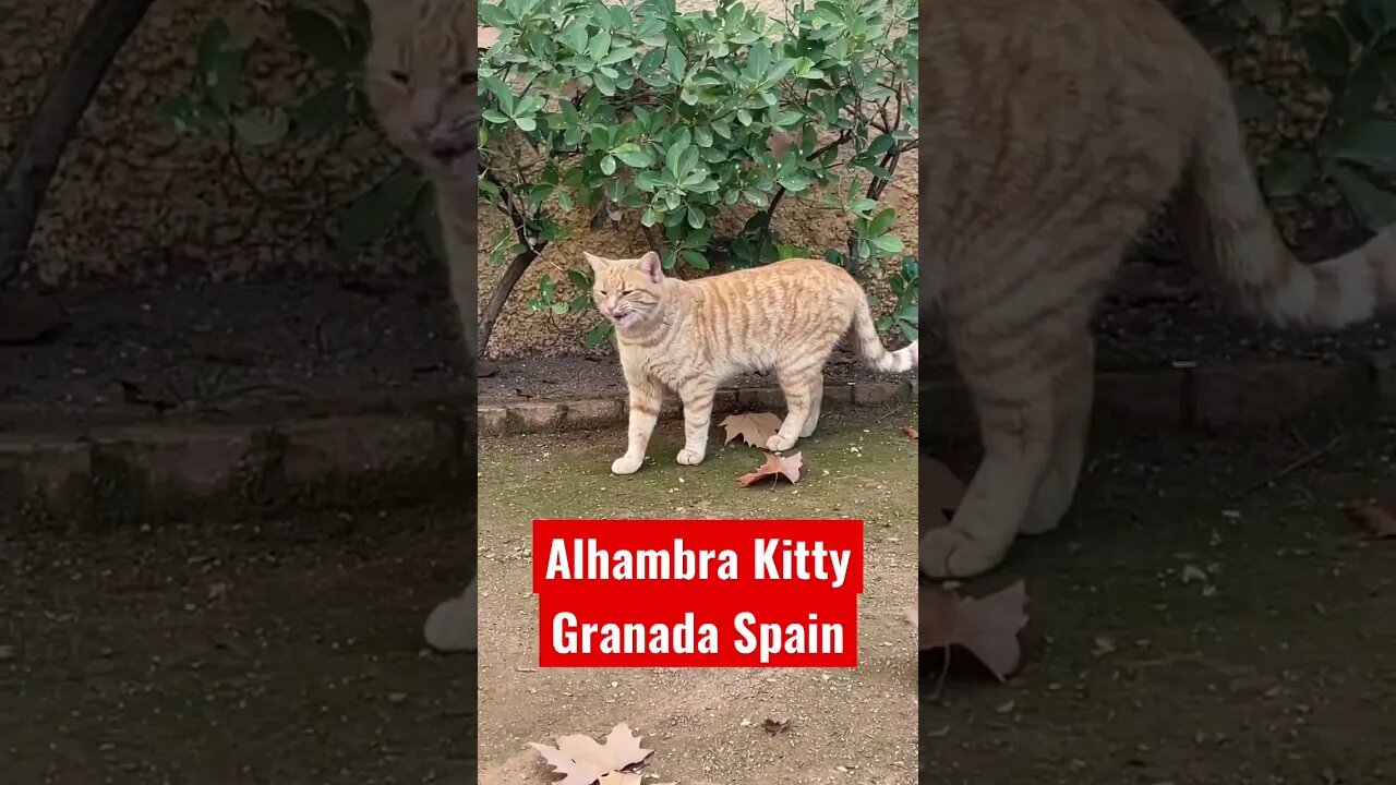 #shorts The Resident Cat of The Alhambra, Spain