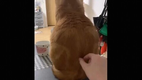 funny 😁 Animal Videos PT14