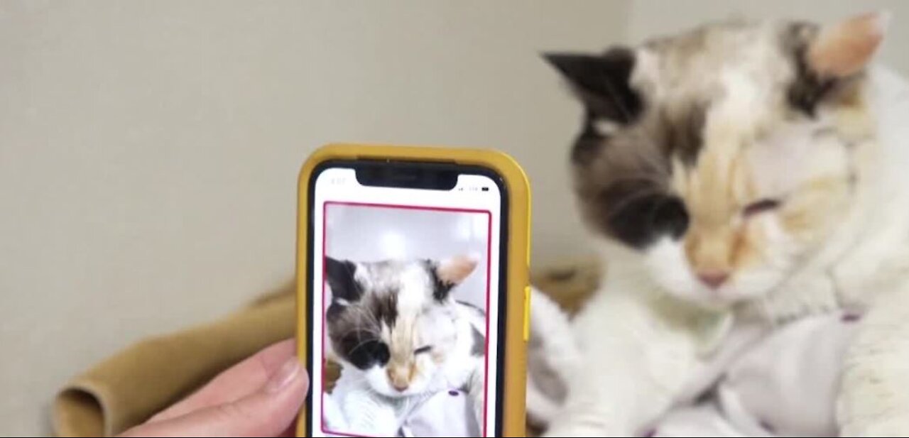 App will let you know if your cat is happy