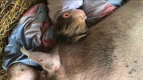 How serendipity brought a piglet and 6-year-old together to heal each other's hearts