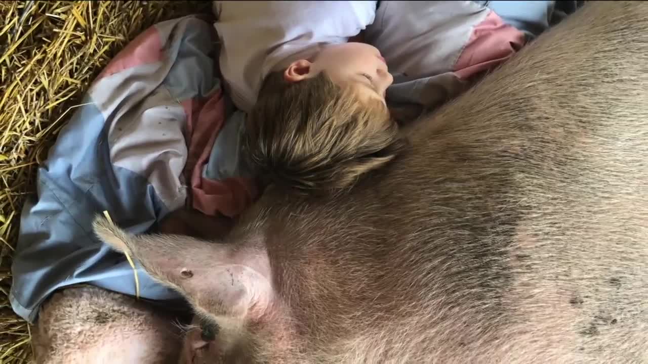 How serendipity brought a piglet and 6-year-old together to heal each other's hearts