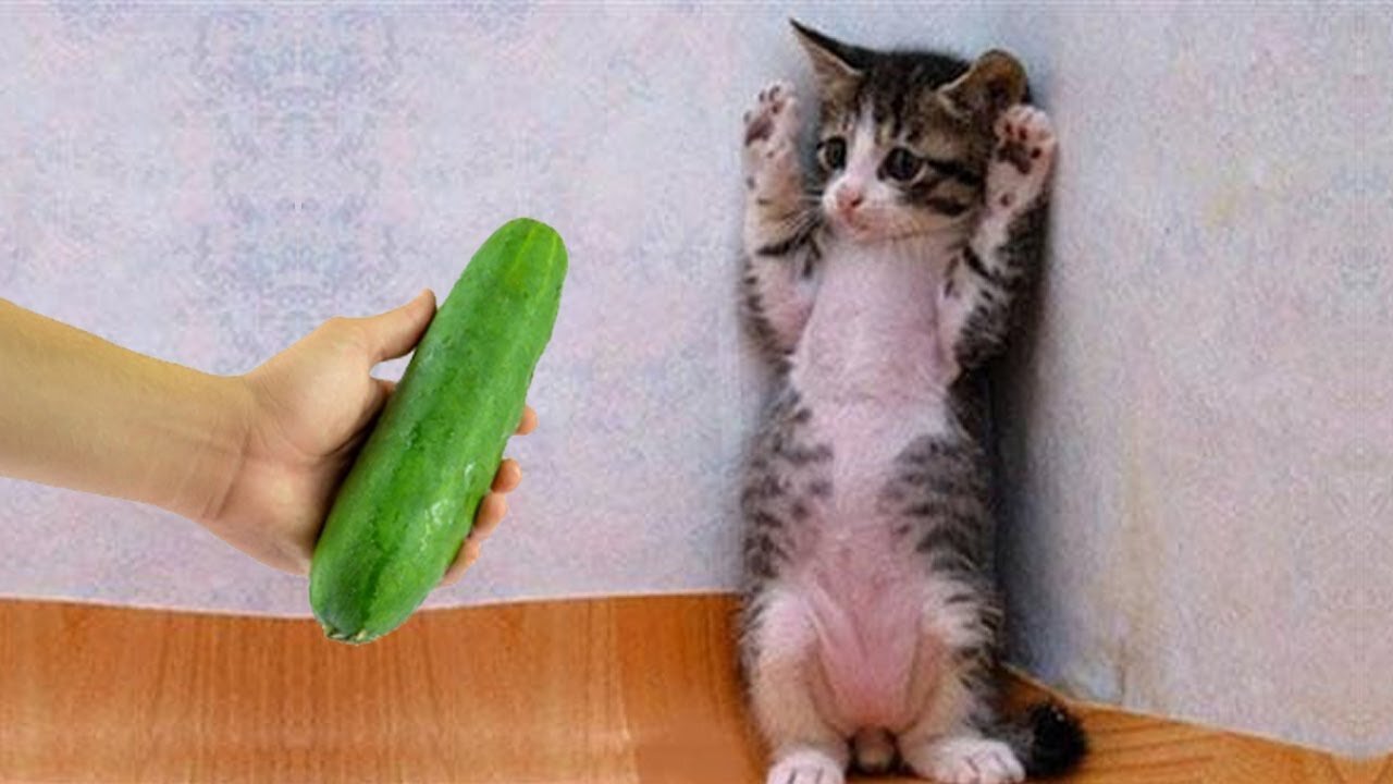 New Funny Animals π Funniest Dogs and Cats Videos πΊπΆ