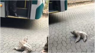 Lat sengångare ber busschaufför om lift