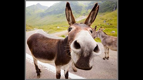 Funny animals