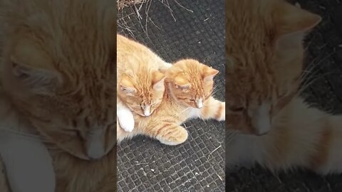 Feral Kitties