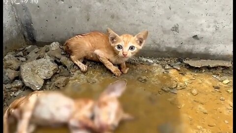 Poor kitten! 😭 Saving a kitten