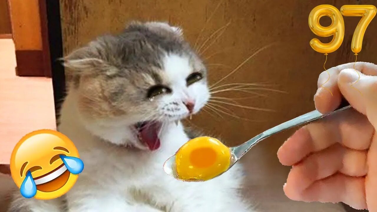 Funny Animal Videos 2023 π - Funniest Cats And Dogs Video πΊπ #97