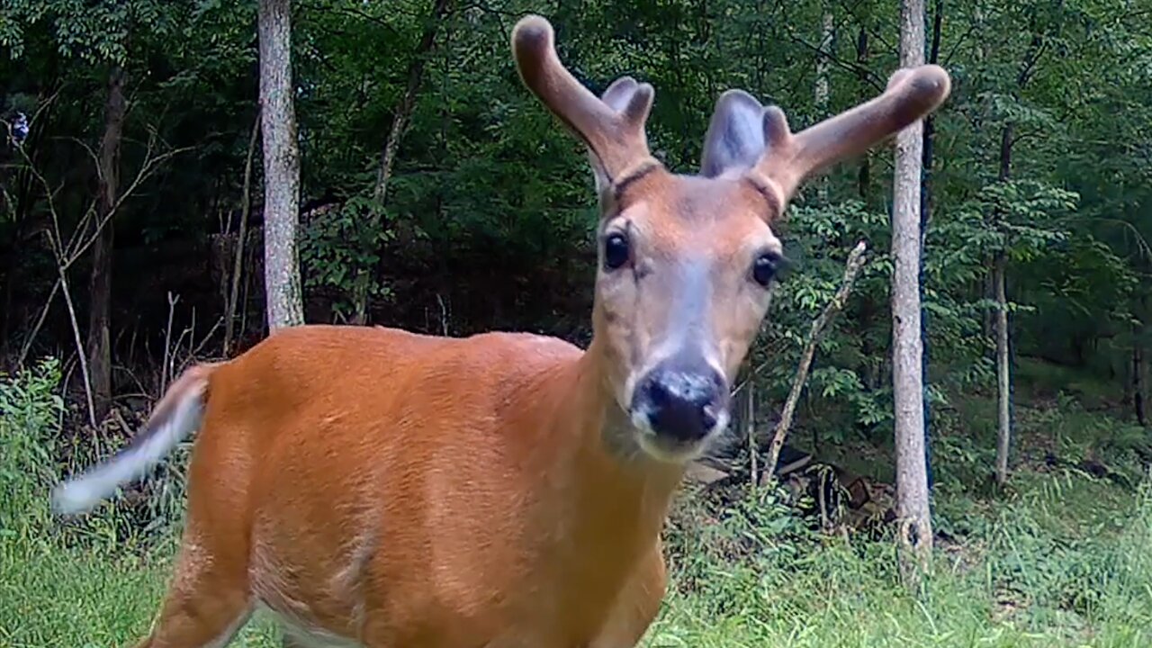 Whitetail Deer...June 22-30