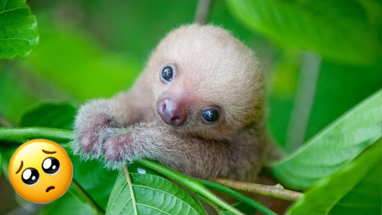 Baby Sloths Being Sloths - FUNNIEST Compilation