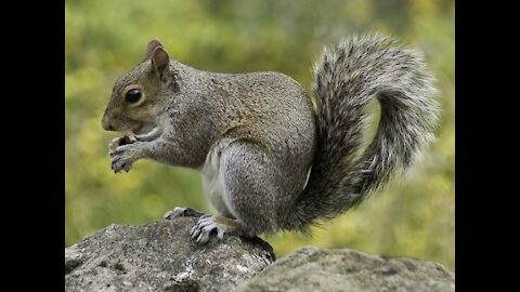 squirrel : famillier animal