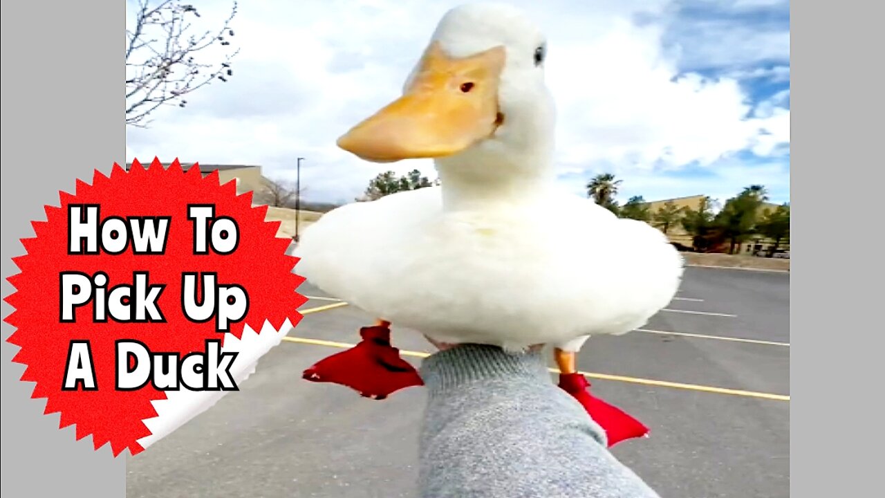 How To Pick Up A Duck