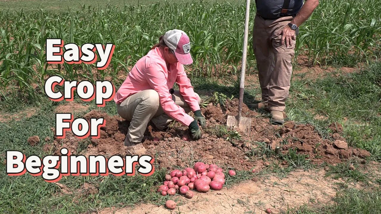 Plant and Harvest Potatoes - Start to Finish