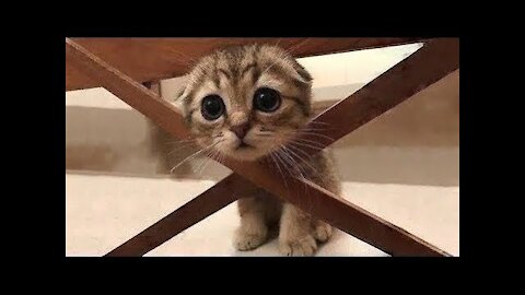 Cute Baby Animals & Funny Pets Video..:))