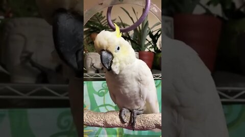 Do you recognize the music? #cutepets #shorts #parrot #cockatoo #jimmydore