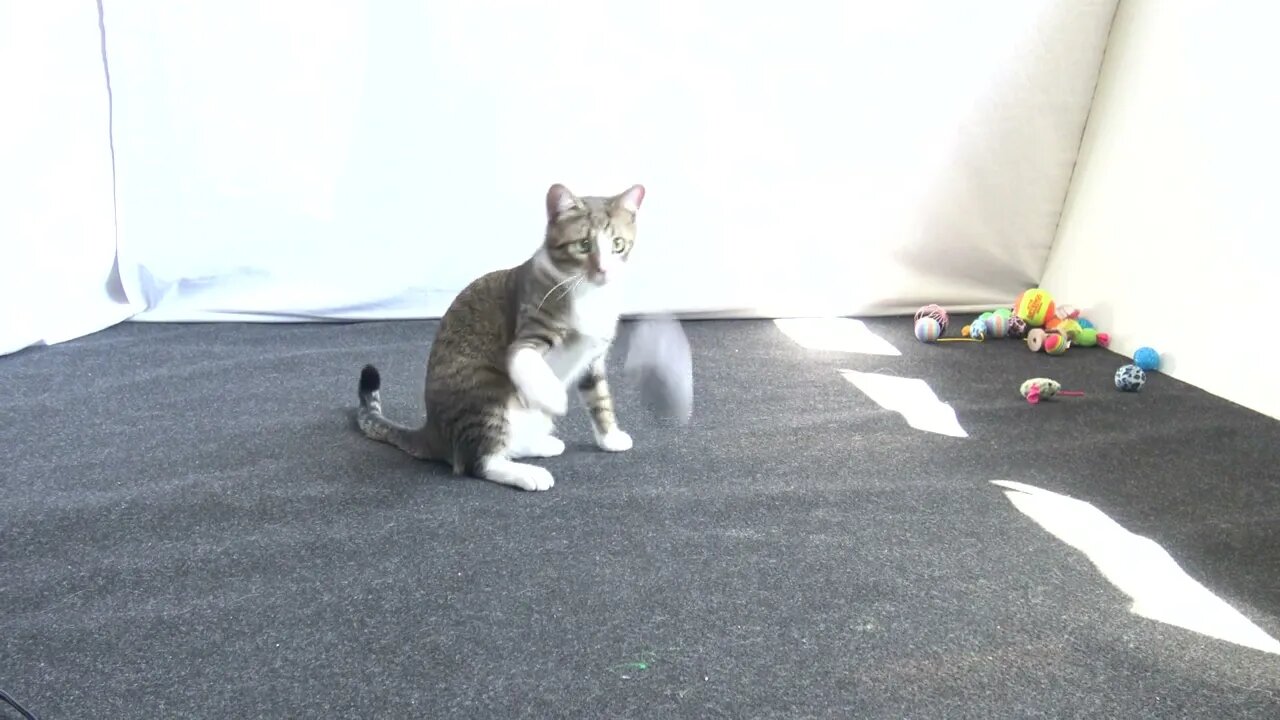 Kitten Grabs the Fluffy Toy with His Teeth