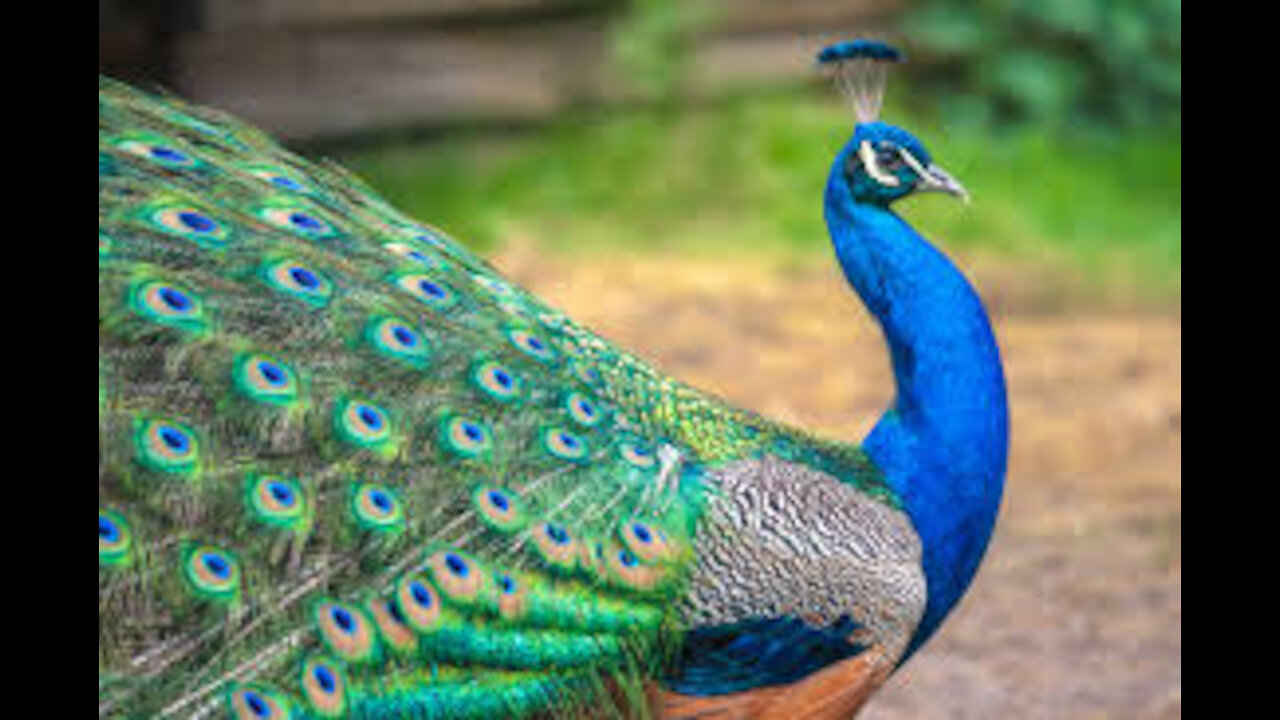 The Peacock Bird - Beautiful Peacock Opening its Feathers Display in Nature