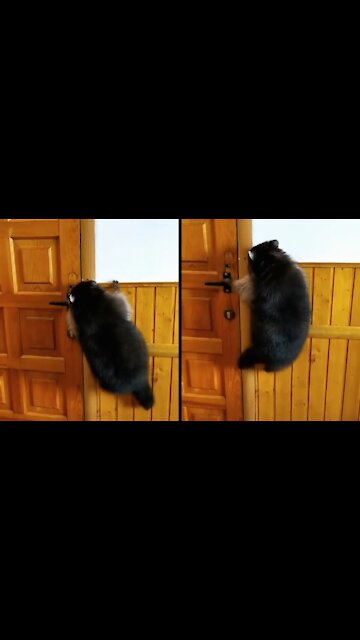 Raccoon trying to open the door