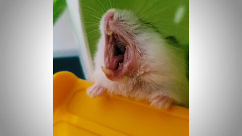 Little Hamster yawns