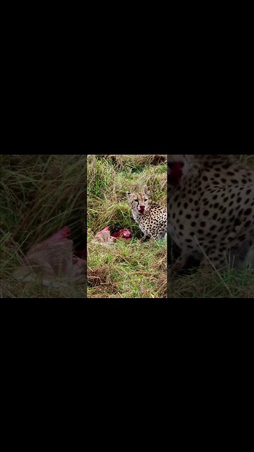 Cheetah Chewing A Gazelle #shorts | #ShortsAfrica | #Augdailyshorts