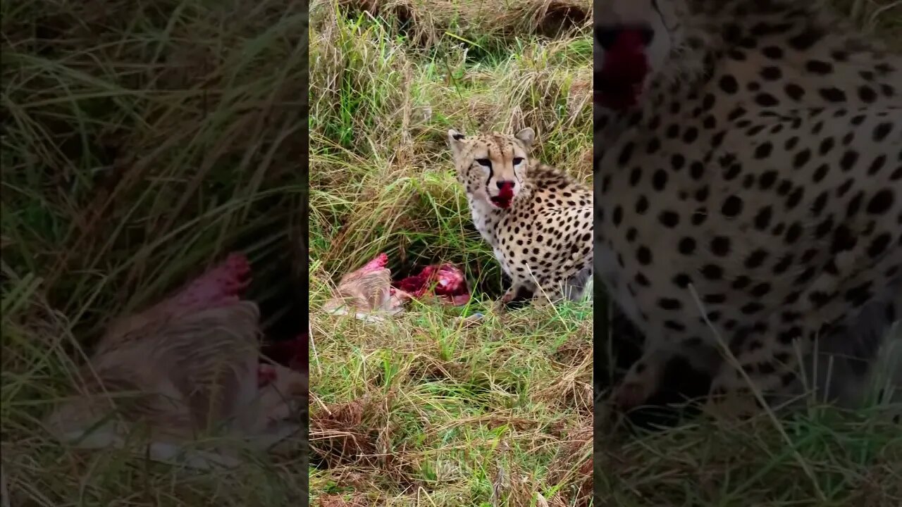 Cheetah Chewing A Gazelle #shorts | #ShortsAfrica | #Augdailyshorts