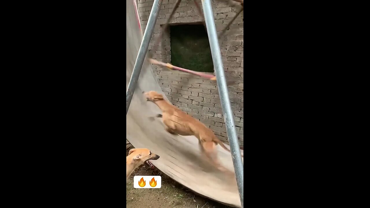 Dog running on treadmill