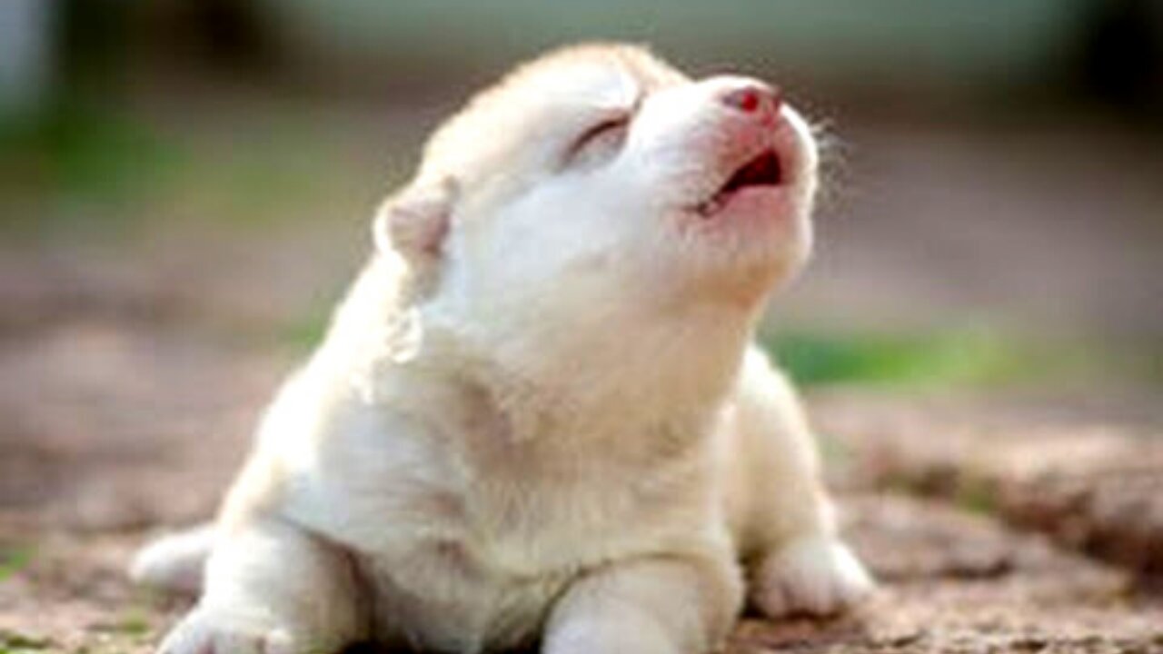 cutest puppy barking funny video