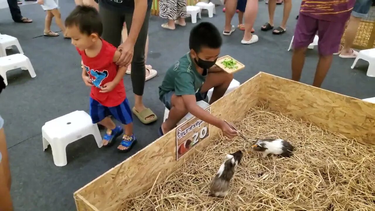 Bryce at the Mall Petting Zoo!