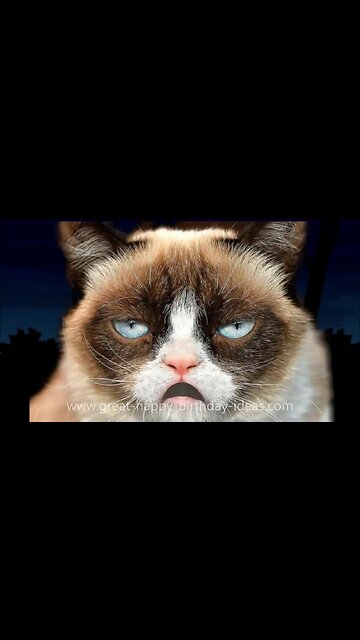 So Cute Cat Funny Video