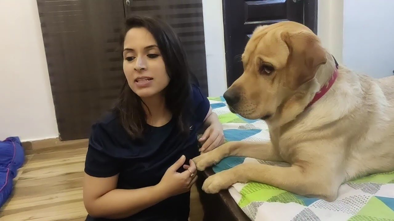 This happens when I ignore my Labrador (MILO)|| He HATES being Ignored!