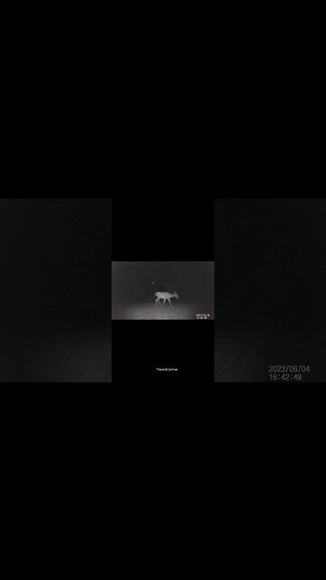 Jack's Trail Camera -- Episode 71 #shorts