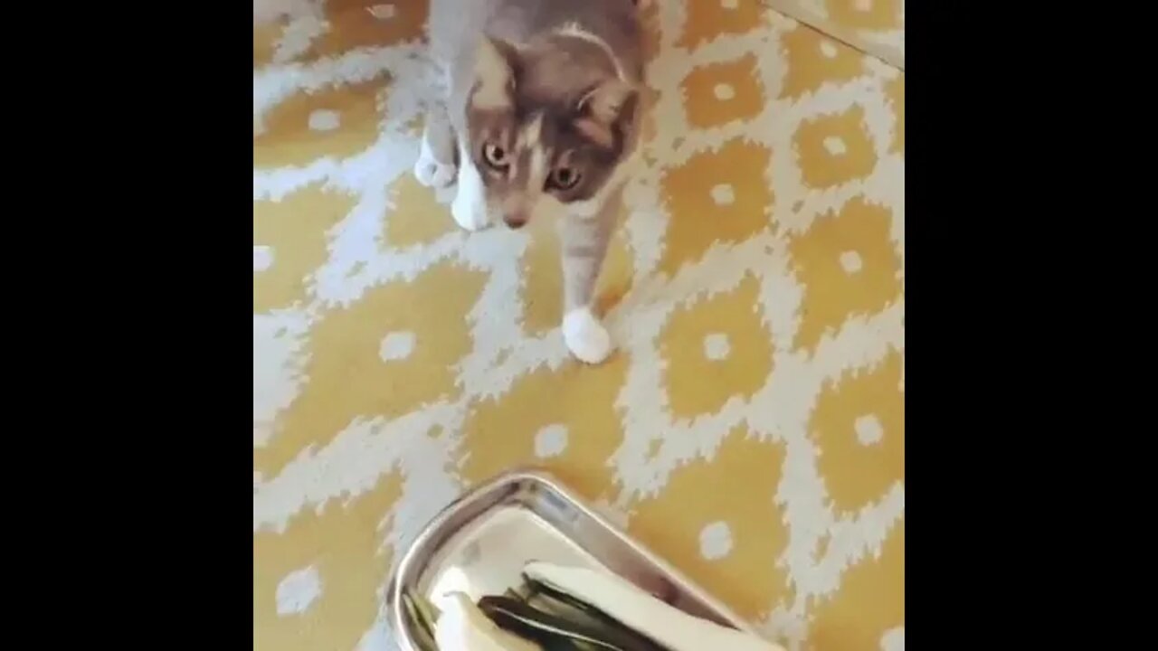 #shortscatsvideos #shorts cats videos#shortspetsvideos #shortspetsvideos #shortsanimalsvideos