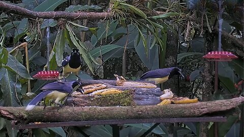 Panama Fruit Feeder Cam