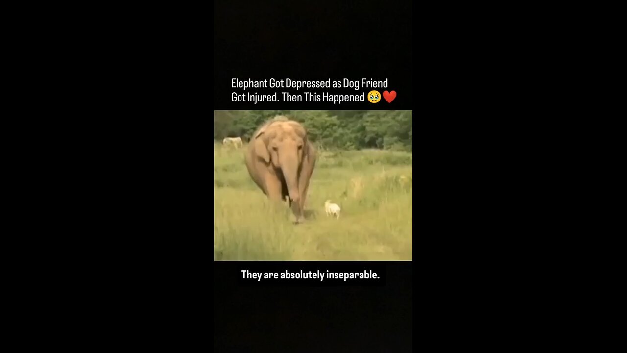 Elephant Got Depressed as Dog Friend Got Injured. Watch till end! #Heartfelt Moment