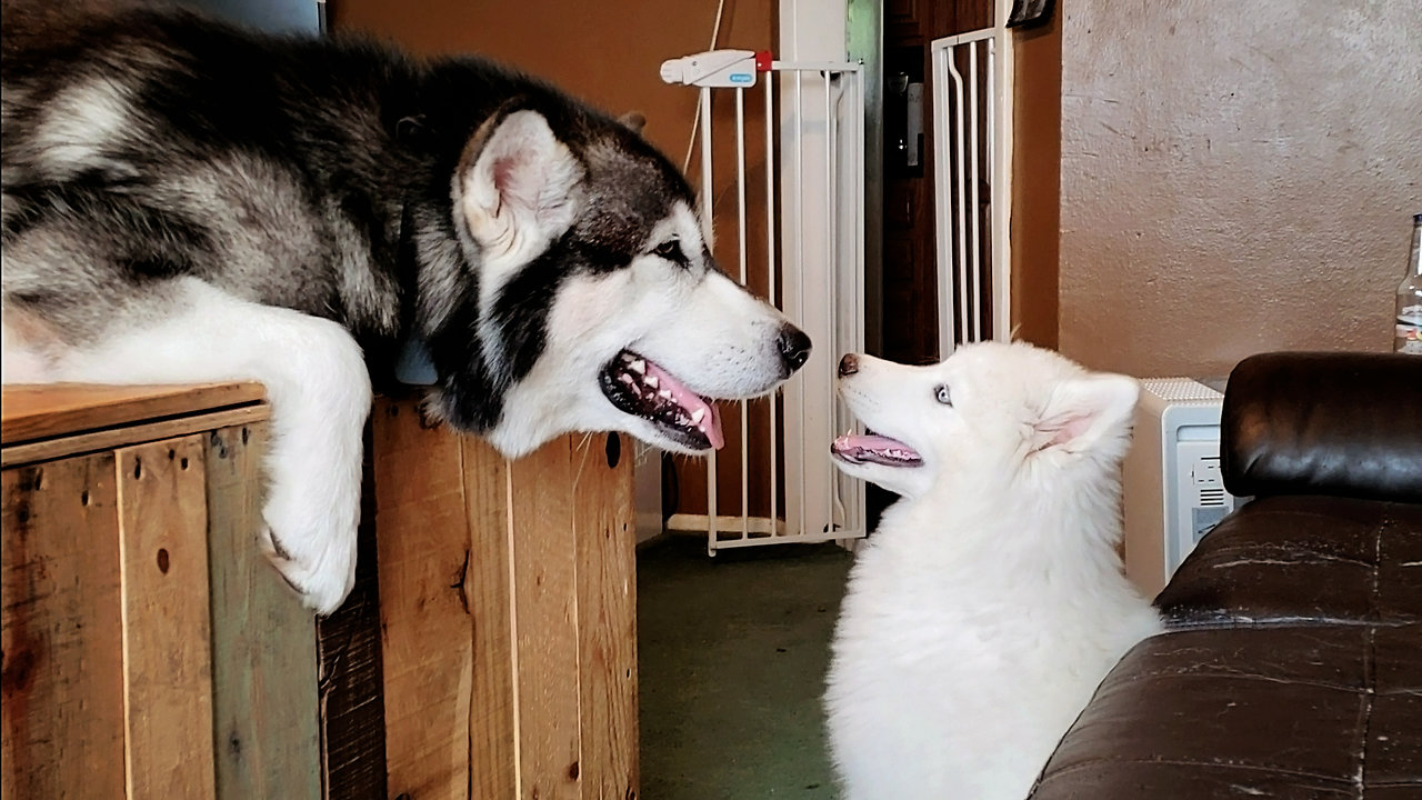 Irritated toddler puts ornery dogs in timeout