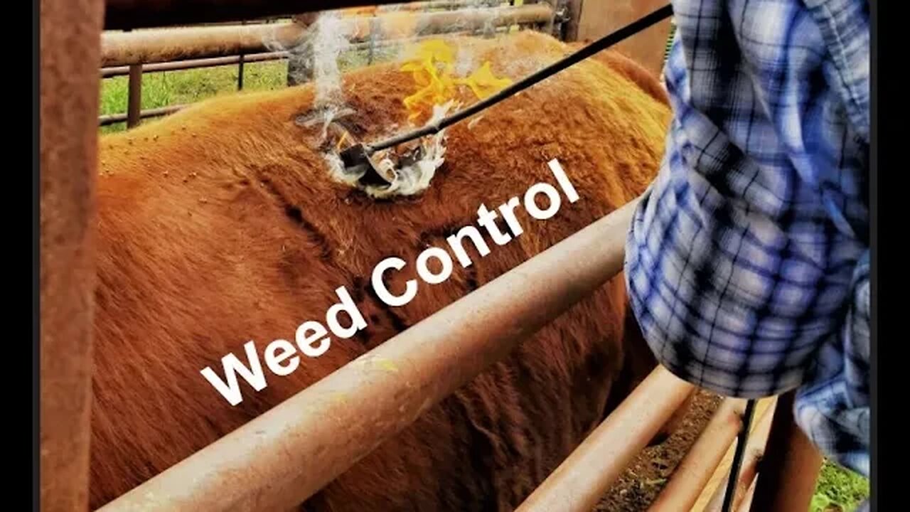 Weed Control | Herbicide & Grazing Management (In the Chute - Round 134)