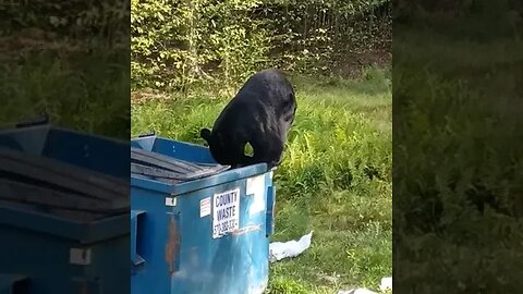 Black Bear in my Dumpster