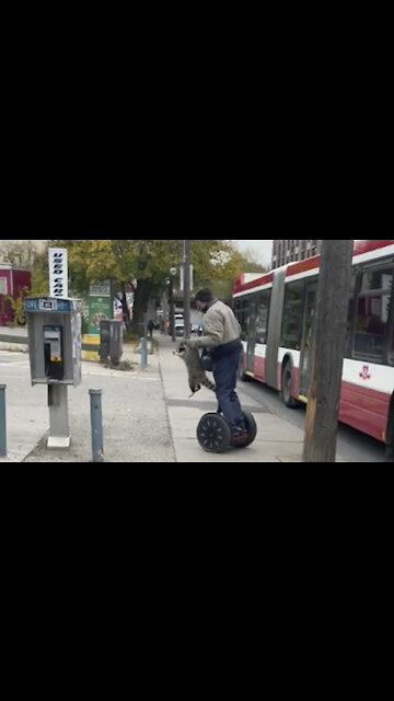 raccoon on segway