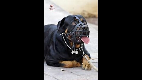 Dog training Aggressive and Guard