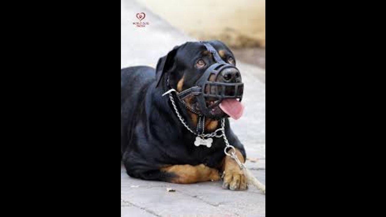 Dog training Aggressive and Guard