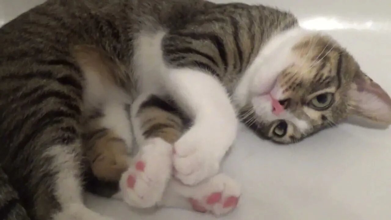 Kitten Purrs in the Bath Tub