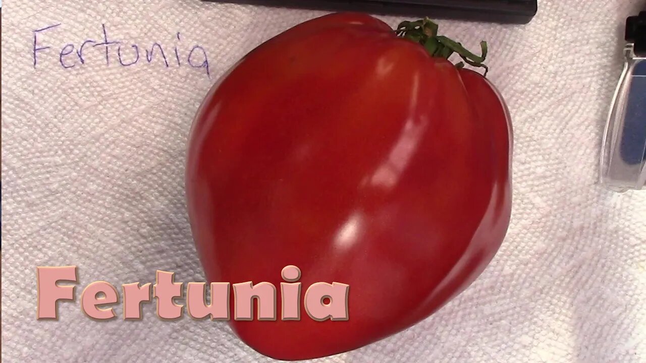 Tomato Review: Fertunia