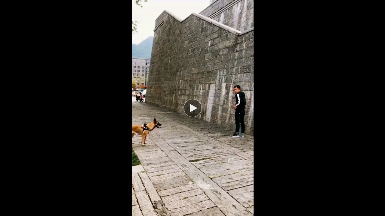 Dogs that fly - Malinois and alsatian dogs show their jumping agility.