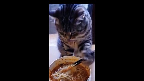 cat using chopsticks