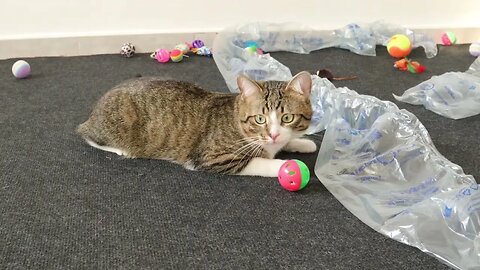 Cat Is Surrounded by Toys