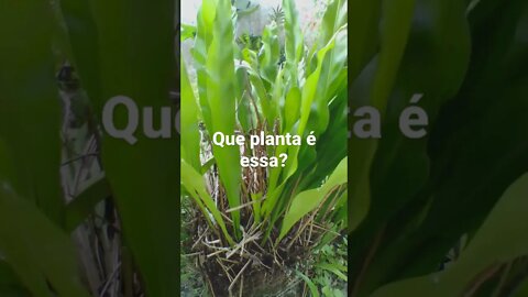 VOCÊ CONHECE ESSA PLANTA?