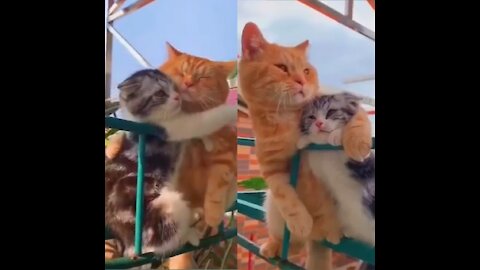 Cute Cat | Cute Pets Funny Animals Compilatio