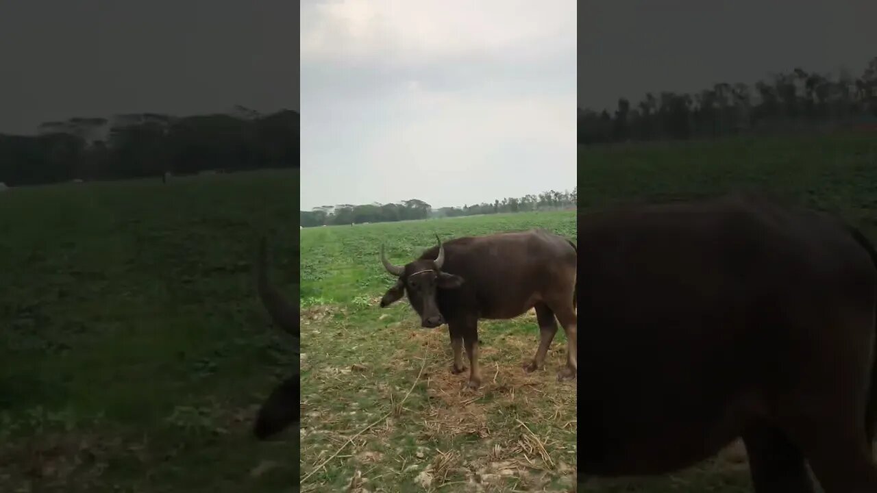 দেখতে আসলাম