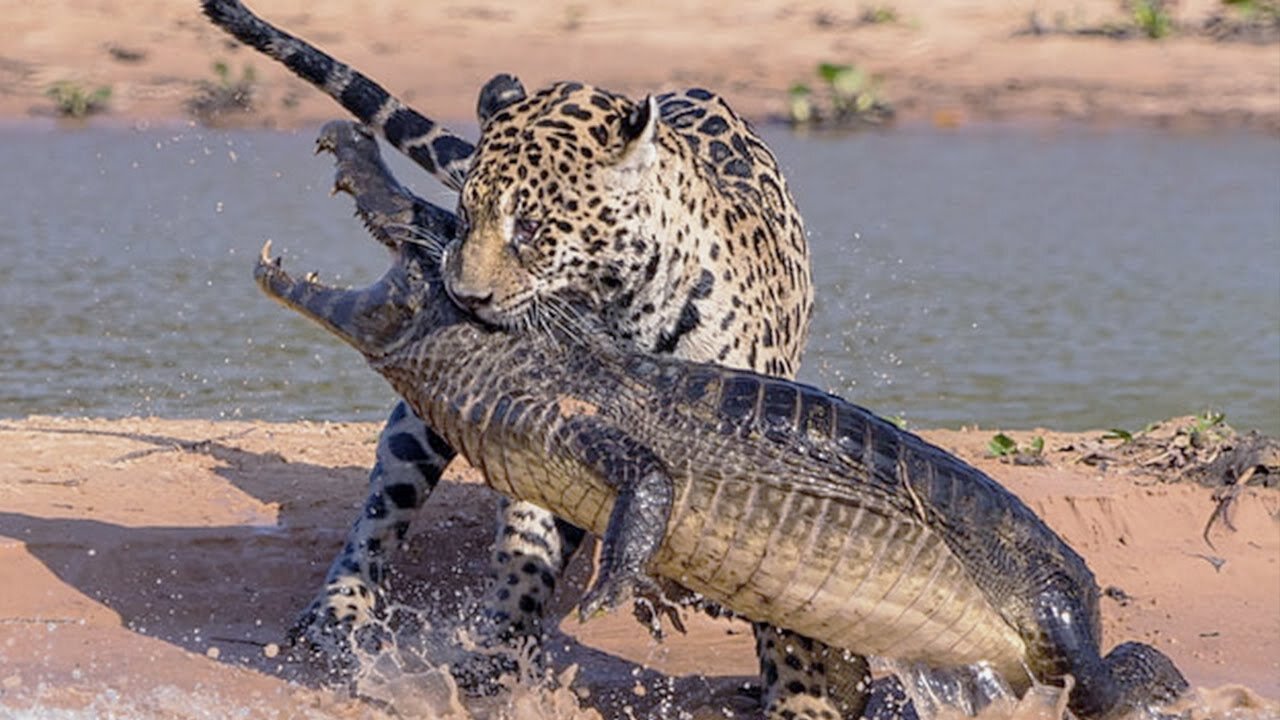 Jaguar is the king of the jungle! Crocodile hunter and America's top predator!