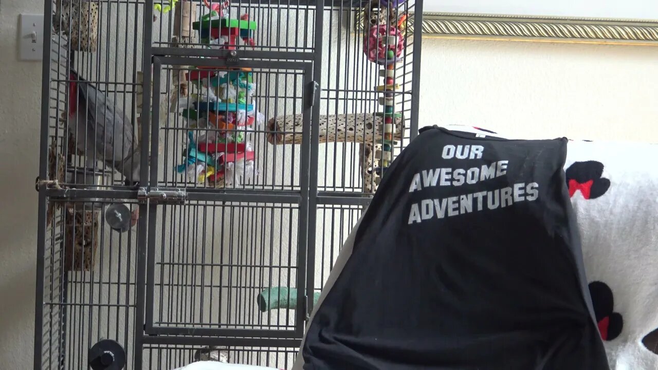 Orion the Parrot Talking and Hanging Out